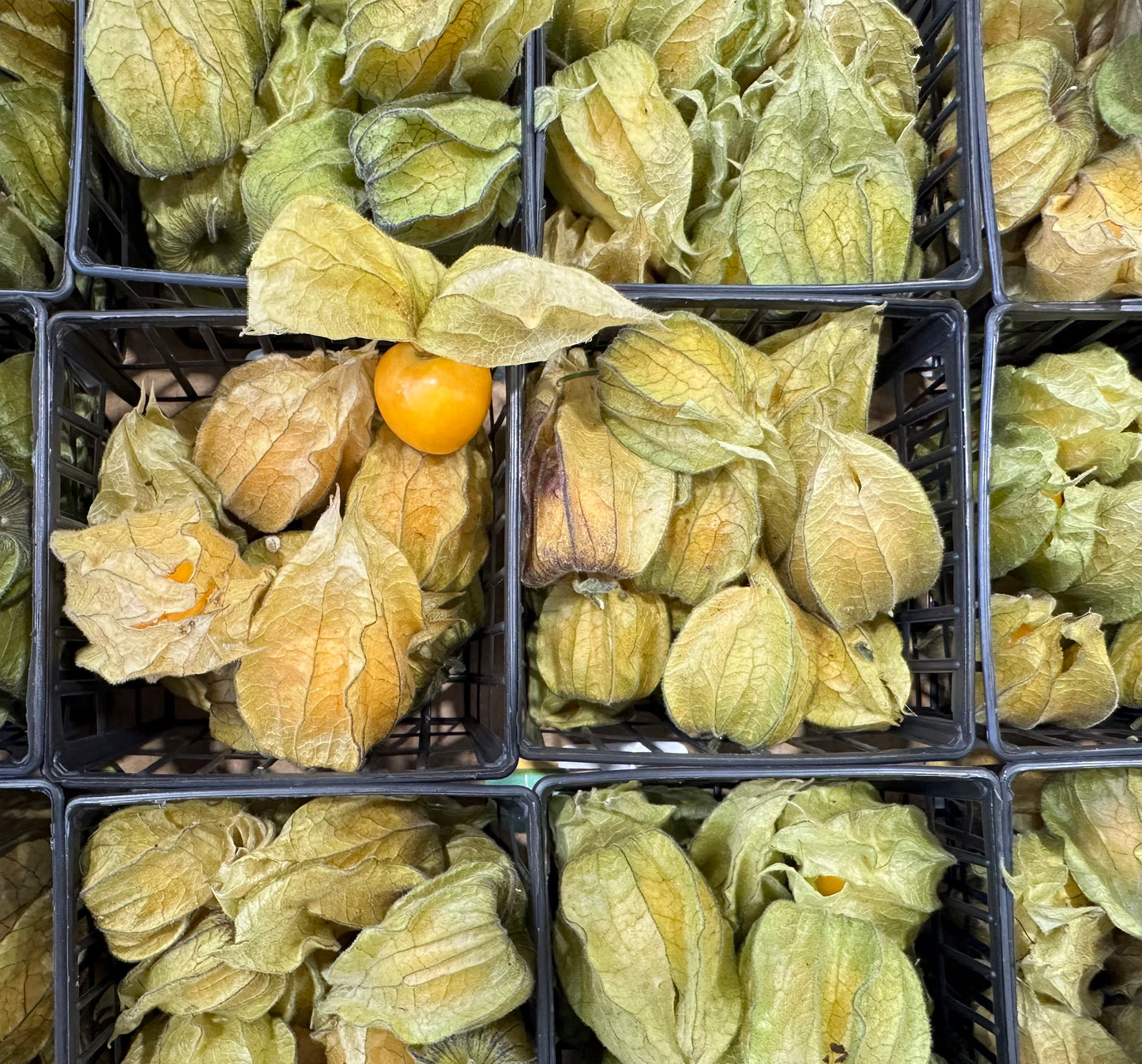 Physalis Box